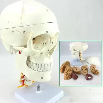 1:1 Разглобяем медицински модел на мозъка на човешкия череп Краниоцервикален модел на преподаване по неврология